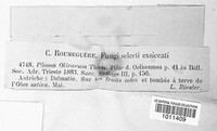 Phoma olivarum image